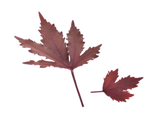 Autumn maple red leave isolated on white background.