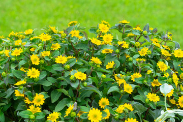 Bright yellow flowers on green background