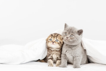 Fototapeta na wymiar Two very small fluffy kittens are sitting under the blanket at home on the bed