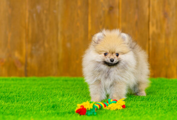 A small fluffy puppy of the German Spitz breed sitting near a bright multicolored toy on the green grass of the lawn near the house against the background of a wooden fence. Place for text
