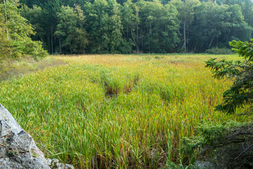 Grassy marsh near Watmough Bay on Lopez Island, Washington, USA