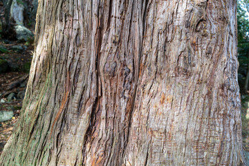 Obraz premium Thick section of a tree trunk with woodpecker holes