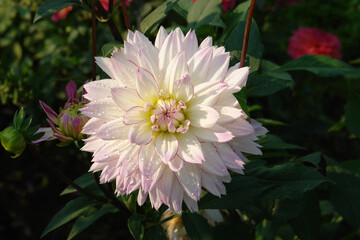 A close up of white, delicately blushed with lilac-pink at the tips dahlia of the 'Crazy Love'...