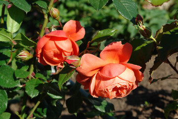 A close up of orange roses of the 'Summer Song' variety (English Shrub Rose) in the garden on a sunny day 