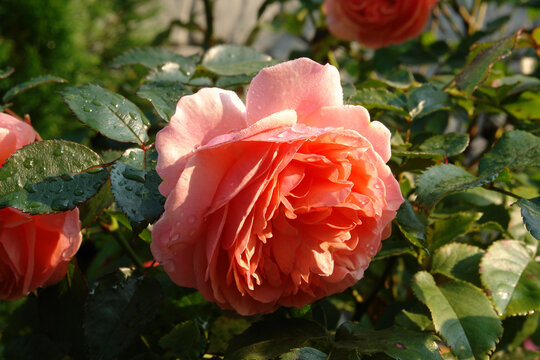 A close up of orange pink rose of the 'Chippendale' variety (Duchess of Cornwall, Music Hall) in the garden 