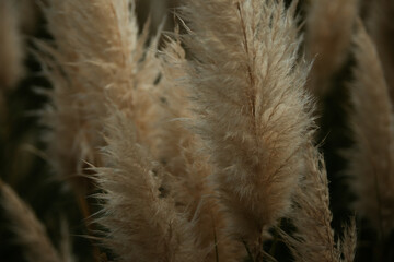 Field of pampas grass (Cortaderia selloana) - perfect for wallpapers