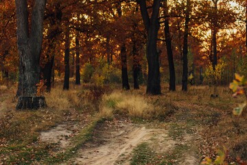 Fototapeta premium autumn