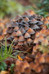Photo of autumn mushrooms in the forest.