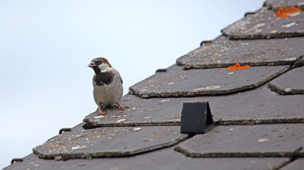 Sparrow with an insect in it's beak