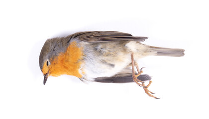 Dead robin red breast bird