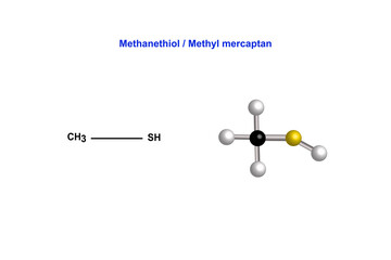chemical structure of methanethiol / methyl mercaptan vector design illustration
