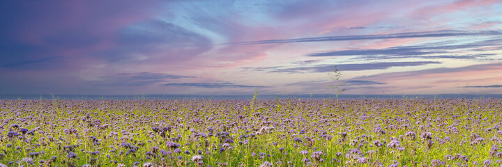 Landscape panorama with a large field of purple cornflowers