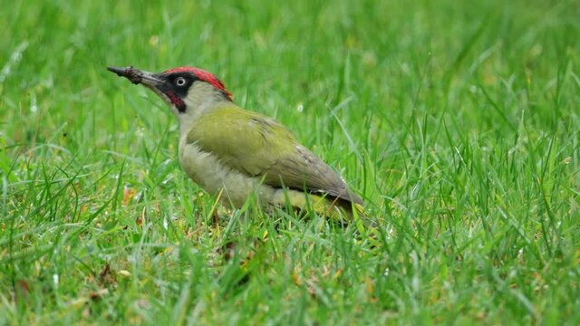Ein Gr&uuml;nspecht (Picus viridis) auf einer Wiese auf der Suche nach Ameisen