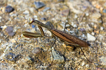 mante religieuse marron