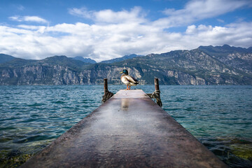 duck on landing stage at lake garda in italy