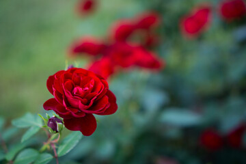 Close up of some nice roses 