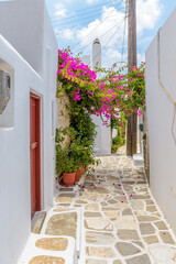 ParPicturesque alley with a full blooming bougainvillea and Whitewashed traditional houses in Prodromos Paros Greeceos