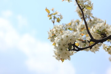 Low Cherry blossom shot against sky, in Yeouido, Seoul