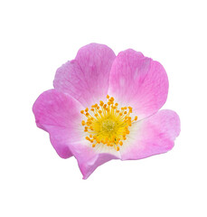 wild dog rose (Rosa canina) flower on white