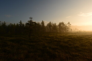 Forest swamp in the bright glow of the morning sun