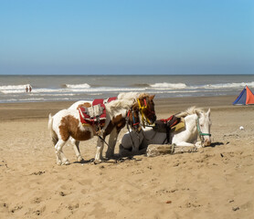 Saddled horse and ponies on the beach in Buenos Aires, Argentina