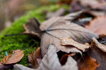 Macro shot of some leafs in the autumn showing water drops