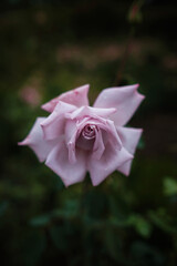 Fototapeta na wymiar Beautiful roses in garden, roses for Valentine Day.