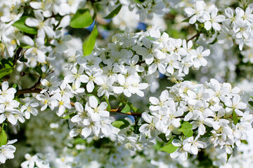 White blooming flowers apple tree branches fresh green leaves blurred bokeh background closeup, beautiful spring cherry blossom, sakura in bloom, summer nature garden, lush flowering orchard wallpaper
