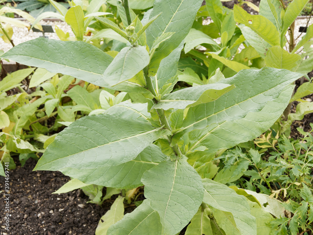 Poster (nicotiana tabacum) plant ornemental de tabac cultivé au grandes feuilles lancéolées vert-pâle