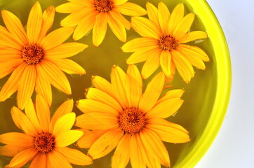 Multicolored flower mandala on floating on water plate made of fresh flowers. Floral background with nature flowers. Flower mosaic