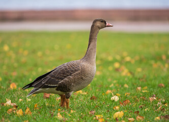 Obraz premium Young goose on green grass