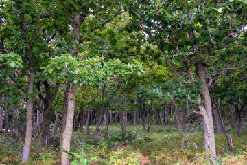 Thick forest area at Shiretoko Five Lakes