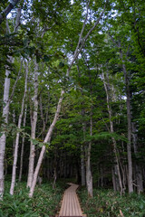 Wooden footpath leading into the forest