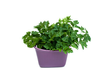 Fresh parsley isolated on white background