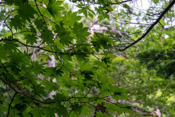 Green maple leaves