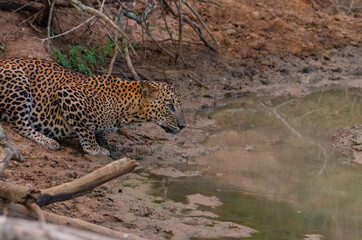 Fototapeta na wymiar leopard near water
