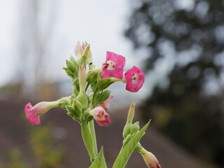 (Nicotiana tabacum) Fleurs en panicules lâches de tabac cultivé à corolles rose et blanche et...