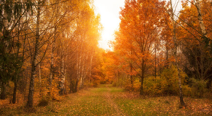The beautiful avenue in the autumn park with a lot of trees and yellow leaves on the floor