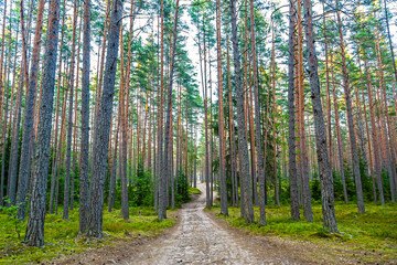 Fototapeta premium Travel on the road in the woods among the pine forest, tall trees around