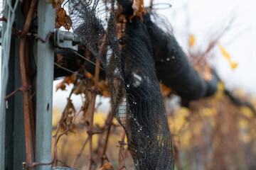 Weinbau im Herbst und Winter 