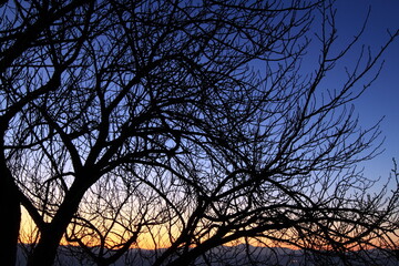 Silhouette of the tree without leaves with sunset sky on the background