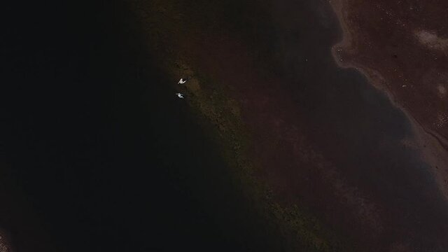 Overhead Aerial Shot of Pelicans Swimming Peacefully in a Lake at Dawn. 
Location: Lake MaryAnne, Northern Territory, Outback Australia.