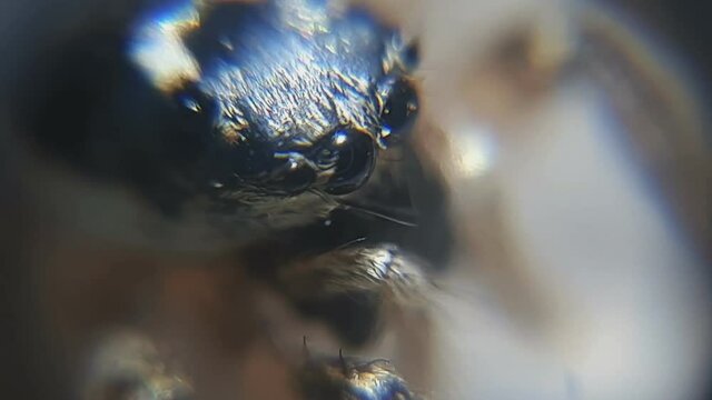 Tiny Transparent Spider Eyes From Very Close.