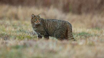 European wildcat, felis silvestris, standing on field in autumn nature. Stripped mammal turning...