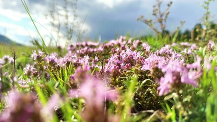 Obraz premium flowers in the meadow