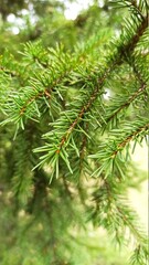 branches of a fir tree