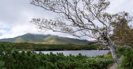 View of one of four marsh lakes around Lake Rausu with white tree and a footpath