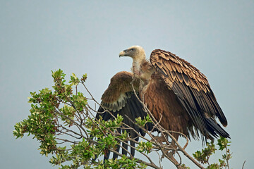 Griffon vulture (Gyps fulvus)