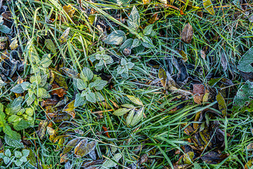 detail of leaves in hoar frost as harmonic autumn mood background