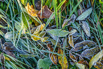 detail of leaves in hoar frost as harmonic autumn mood background
